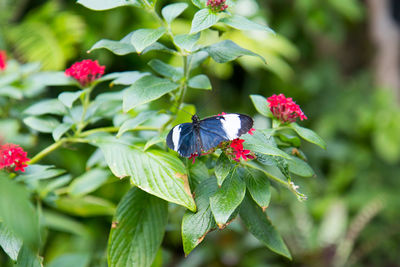 Close-up of insect on red flower