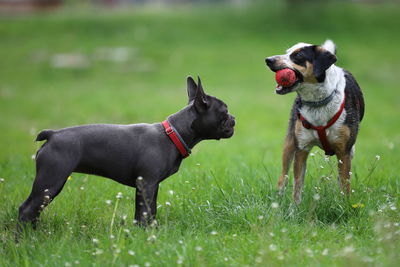 Black dog in a field