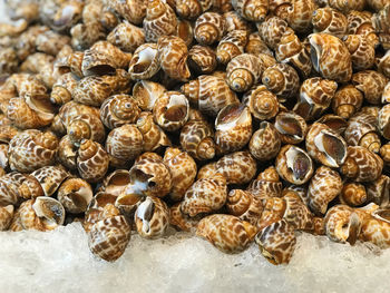 Full frame shot of seashells