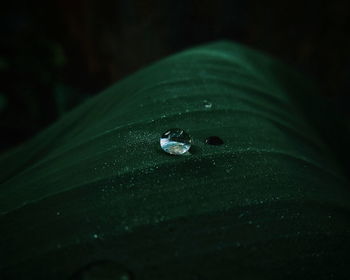 Close-up of raindrops on leaf