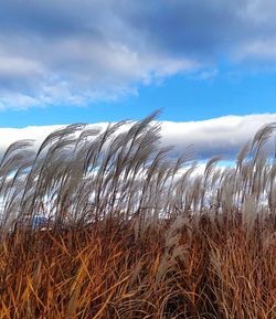 Plants growing on land against sky