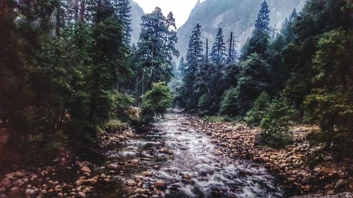 Scenic view of forest against sky