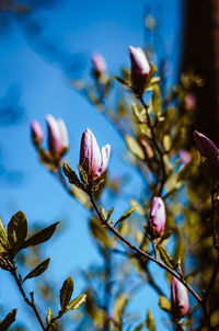 Close-up of pink flowering plant