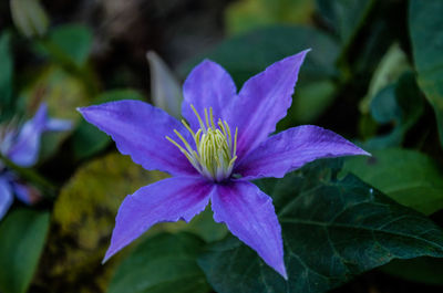 Close-up of purple flower
