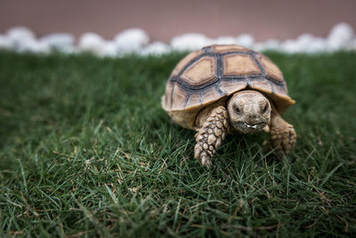 Close-up of tortoise on grass