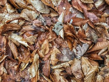 Full frame shot of dried autumn leaves