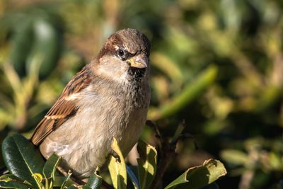 Close-up portrait of bird perching on plant