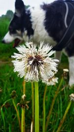 Close-up of insect on flower in field