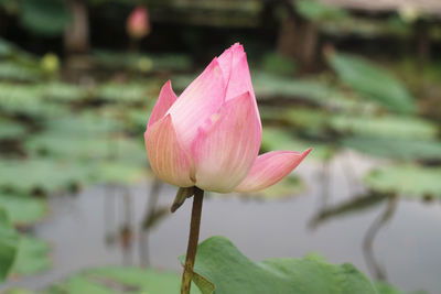Close-up photo of lotus bud