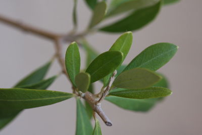 Close-up of plant against white background