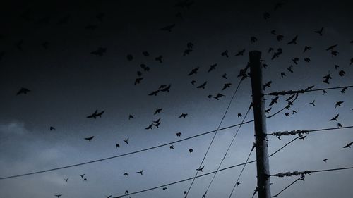 Low angle view of birds flying in sky