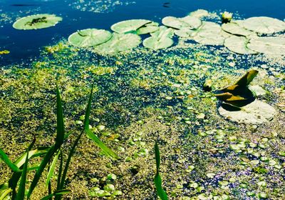 High angle view of plants in lake