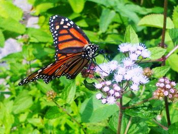 Close-up of butterfly on flower