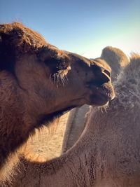 Single hump camel portrait in profile