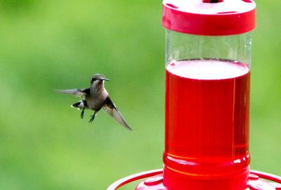 Close-up of red bird flying over water