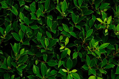 Background nature banyan tree bush, the tree decorate in the garden