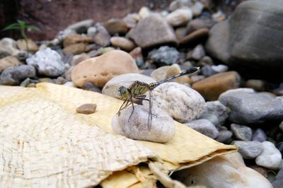 Close-up of bee on wood