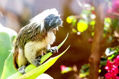 Close-up of tamarin monkey on branch