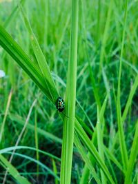 Close-up of insect on grass