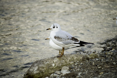 Seagulls on rock