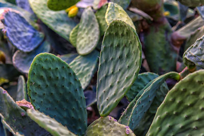 Close-up of prickly pear cactus