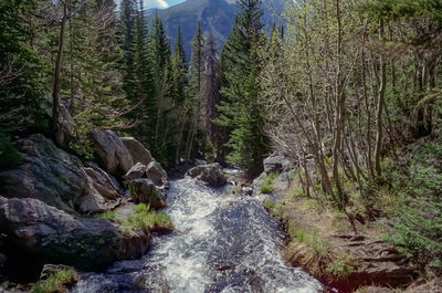 Scenic view of waterfall in forest