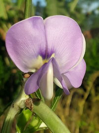 Close-up of purple orchid