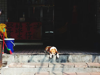 Dog relaxing on floor in front of building