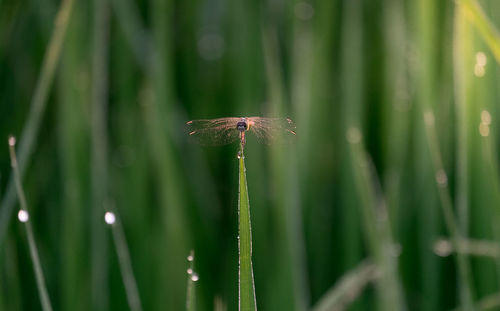 Dragonfly.