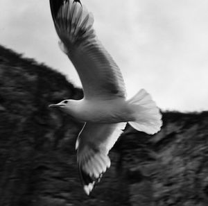 Birds flying over white background