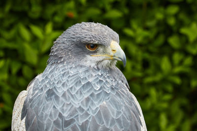 Close-up of falcon looking away
