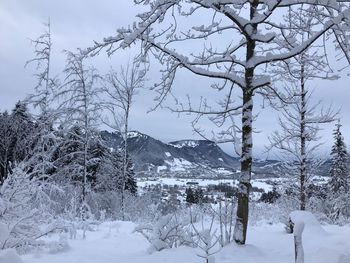 Snow covered plants by trees against sky