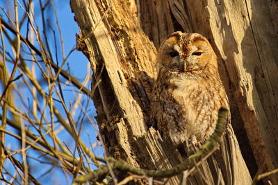Low angle portrait of owl perching on tree against sky