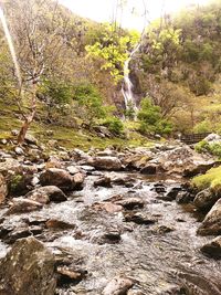 Scenic view of waterfall in forest