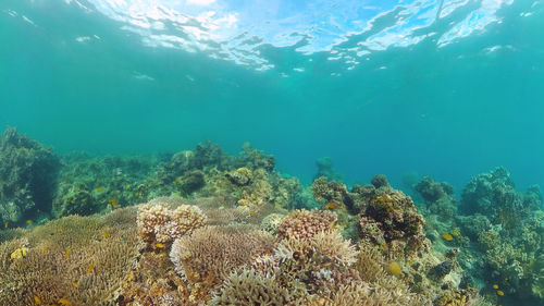 sea