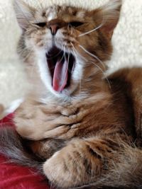 Close-up of cat yawning