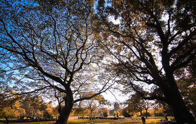 Trees against sky