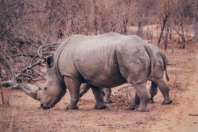 Rhinoceros  in a field