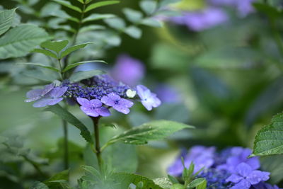 Close-up of purple hydrangea blooming outdoors