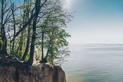 Trees growing on cliff against sea