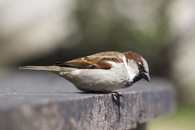 Close-up of bird perching on wood