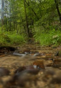 Surface level of trees in forest