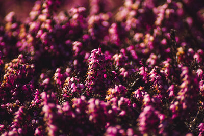 Close-up of purple flowering plants on field