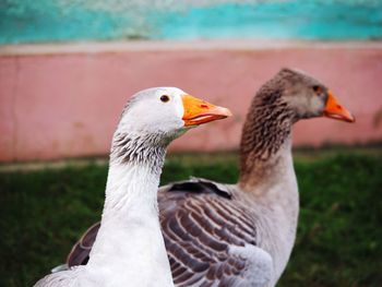 Close-up of duck