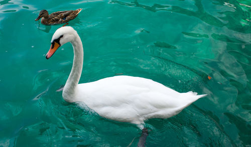 High angle view of swan swimming in lake