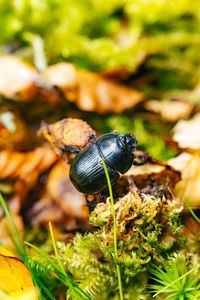 Dung beetle crawling along a leafy mossy forest floor