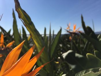 Close-up of orange flowers blooming against sky