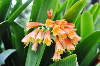 Close-up of day lily blooming outdoors