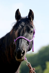 Close-up of a horse against the sky