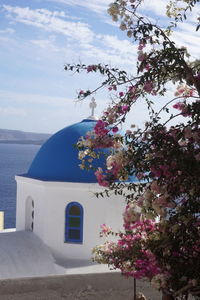 Pink flowering tree by sea against sky